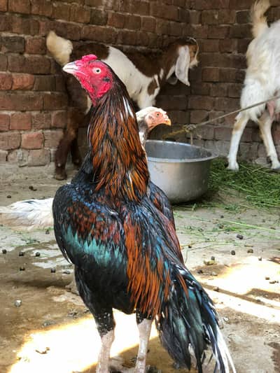 Zero size  murga for sale