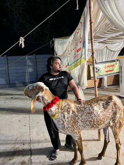 desi makki cheni for sale