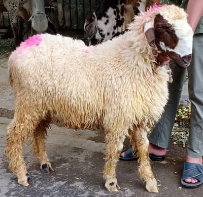 Qurbani 2026 | Bakra | Sheep | Goat | Bull | Cow