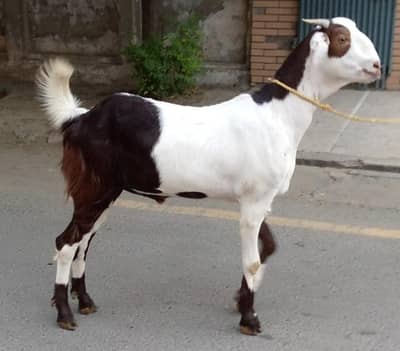 Qurbani 2026 | Bakra | Sheep | Goat | Bull | Cow