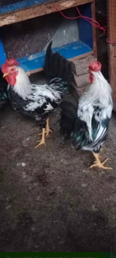 dandarvi male foresale per pic 1200