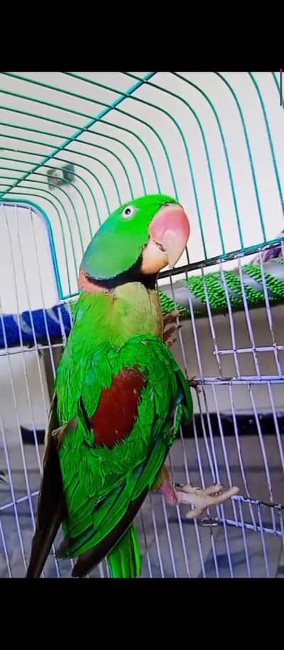 1 Kashmiri red shoulder Male