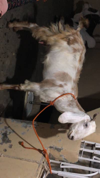 Bakri for sale location multan bakri ki age 6 dant ha