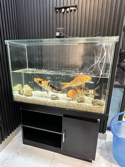 Fish Tank with 4 big size fish