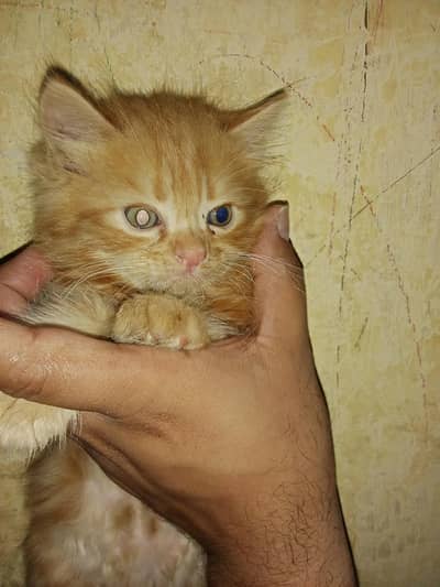 Persion Kitten triple coat