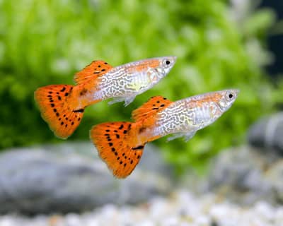 guppy fish beautiful coloured ,guppy grass,hornwort,sessiflora,
