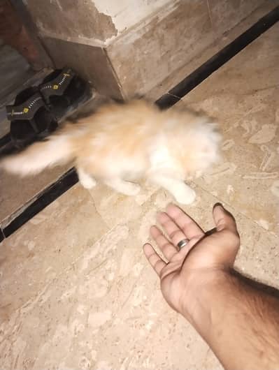 Female with kitten male