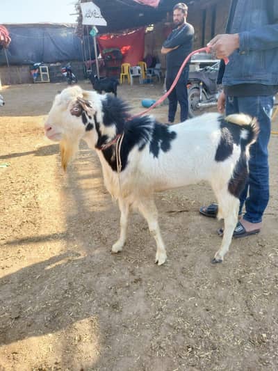 Bakra For Sale