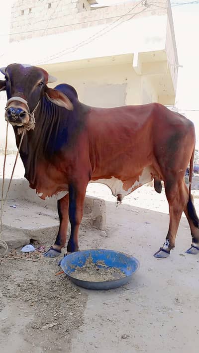 Punjab Breed Cow For Sell: 0334-3769578.