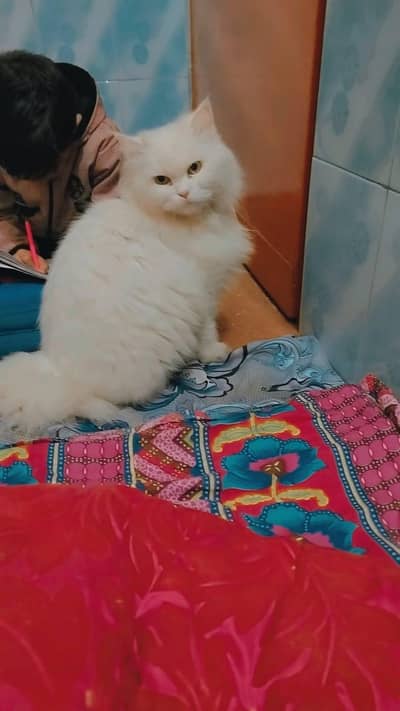 Persian Cats triple coat
