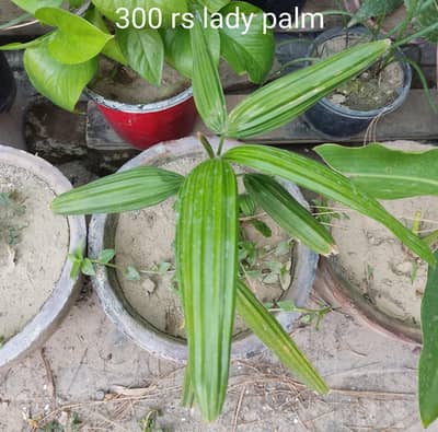 Plants Palm