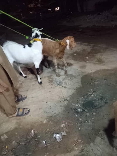 Bakra for sale