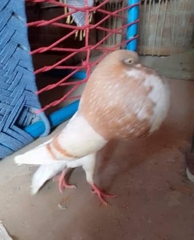 Norwich Cream bar Male white senti Male breeder homer pair peigon
