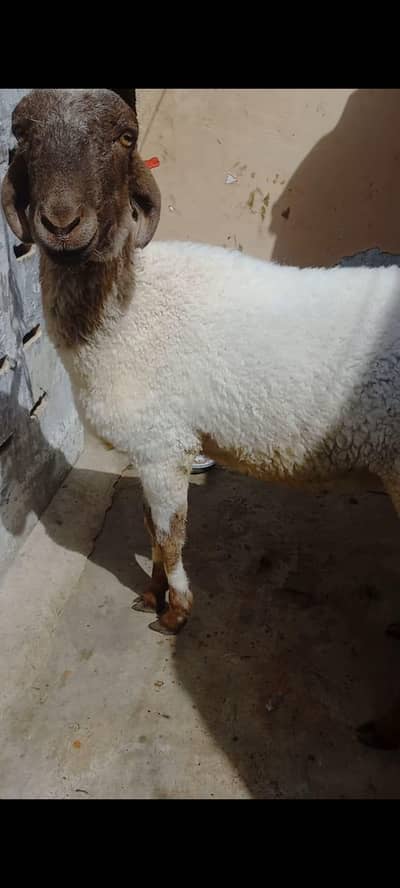 dumba jori qurbani 2026