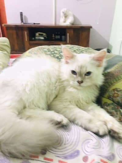 1 Persian male 1 semi Persian female