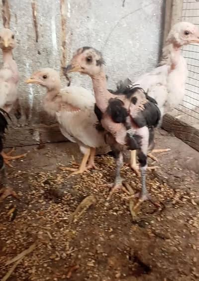 aseel chick