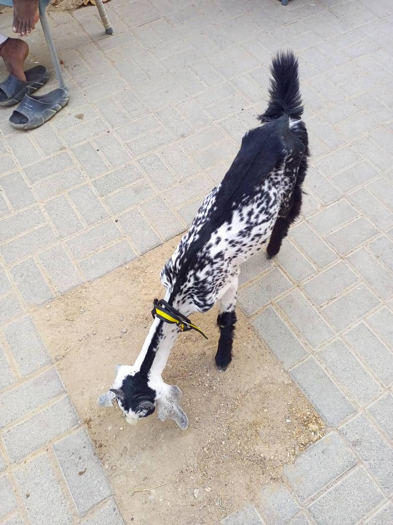 bakra 0