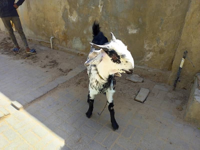 bakra 1