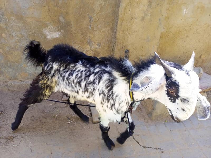 bakra 2