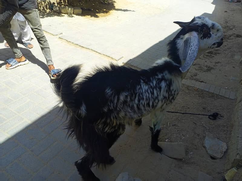 bakra 3