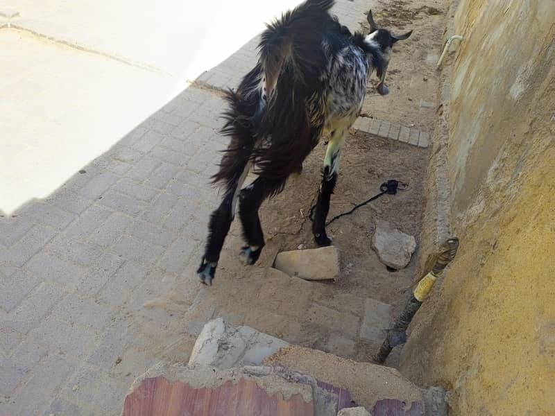 bakra 4