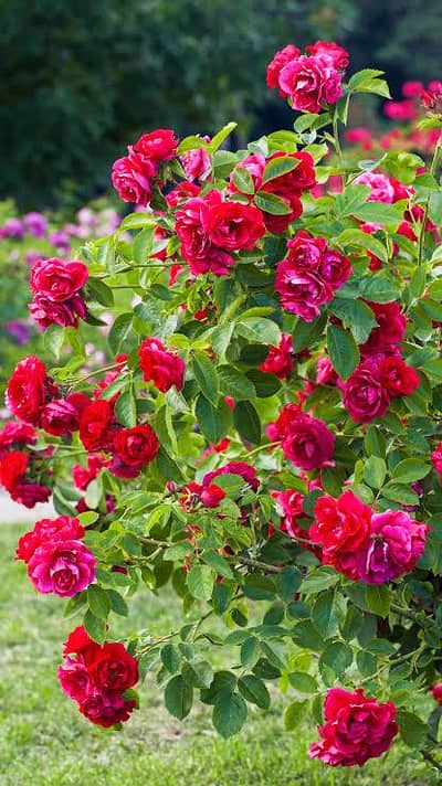  تجربہ کار مالی دستیاب 