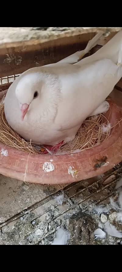 MAKKO OR KABLI