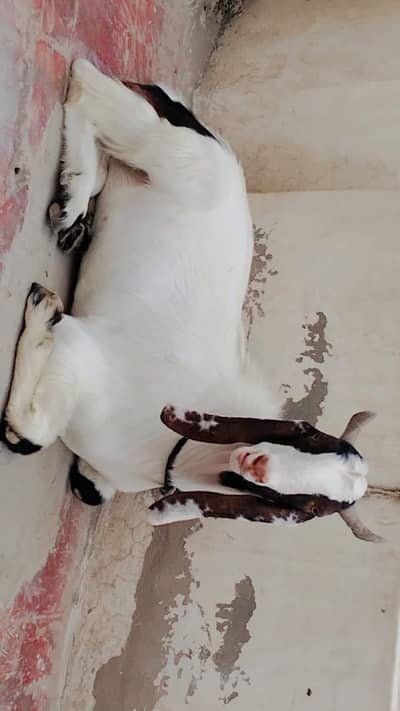 2 dant beautiful bakra (ghar ka paka howa )