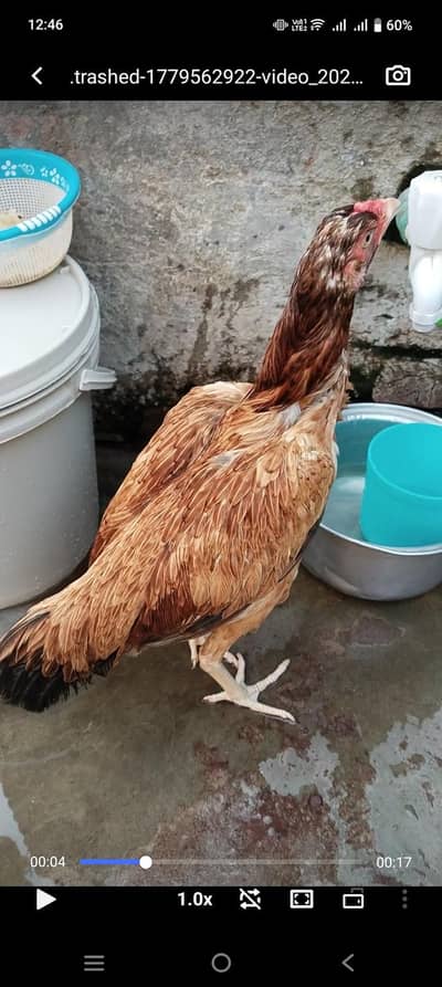 jora for sale home breed beautiful birds