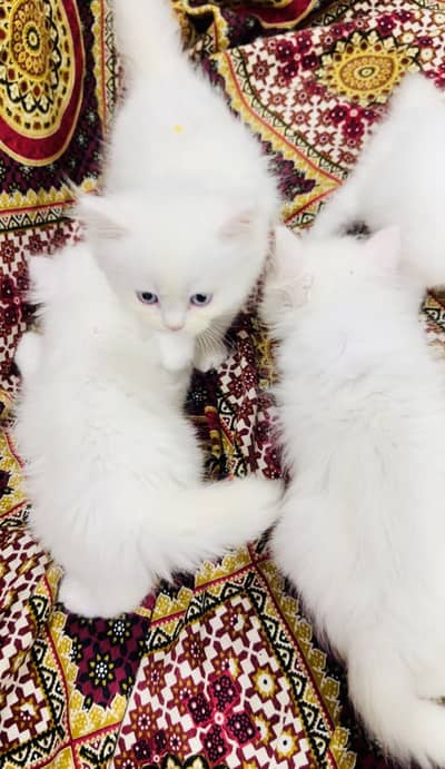 Persian kittens