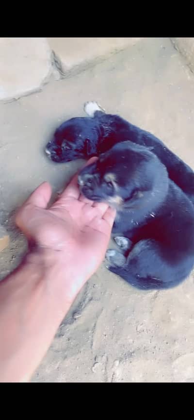 German shepherd puppies