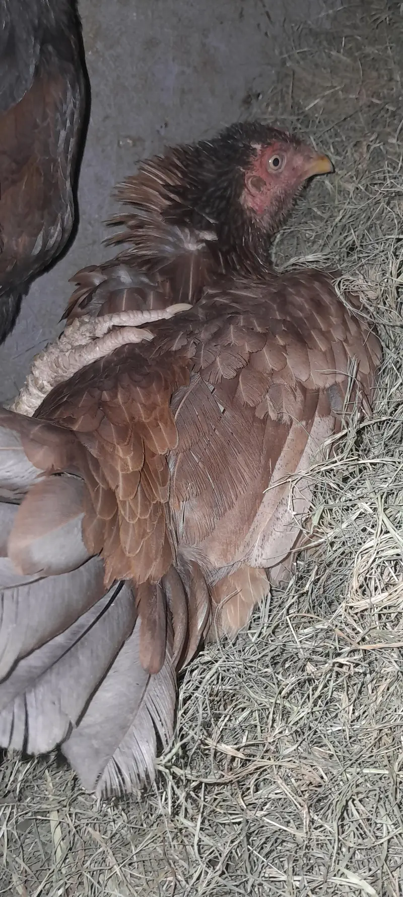 Aseel kruk Hen — photo 2