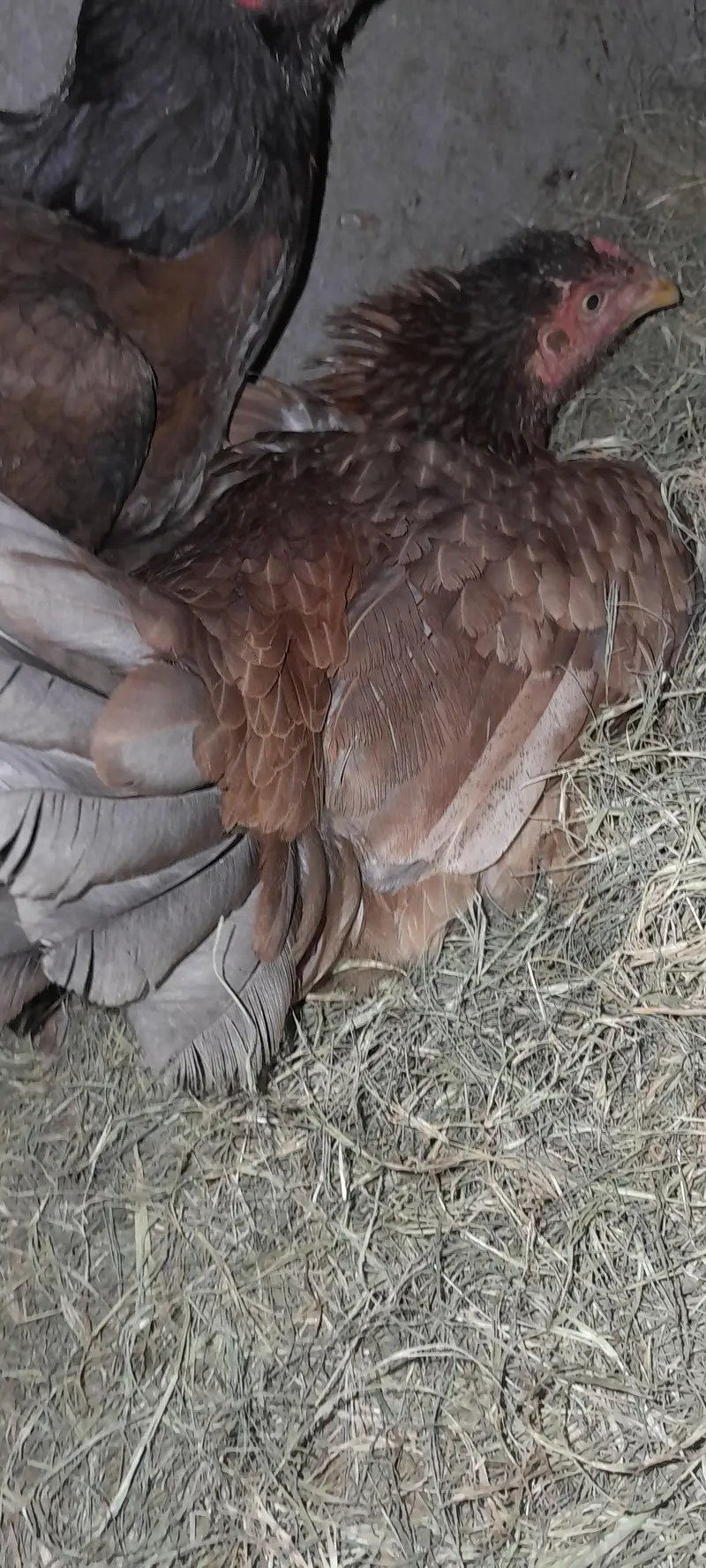 Aseel kruk Hen — photo 4