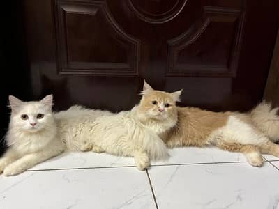 Trained Persian Pair For Sale