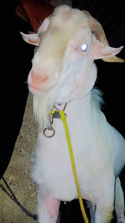 bakara