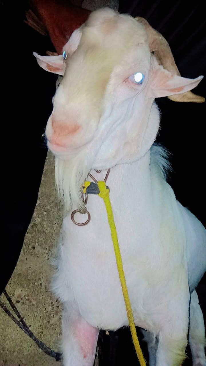bakara 0