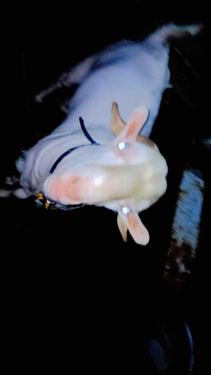 bakara 3