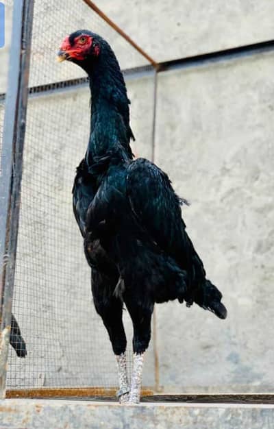high quality shamoo female for sale urgent