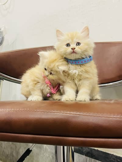 Pure Persian LongHair Kittens Up For NewHome