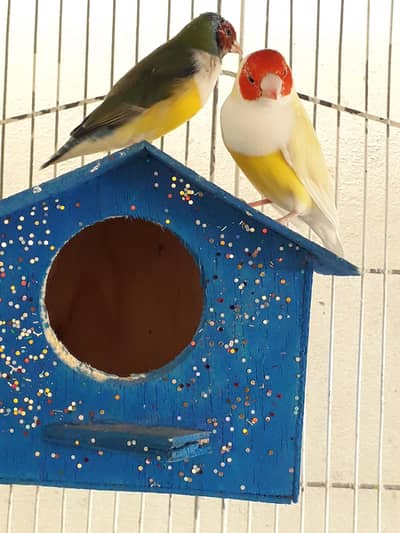Lady gouldian finches