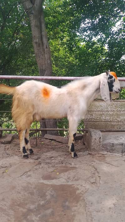 Bakra for sale age 17 month