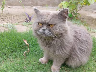 Persian Cat | Triple Coated Persian Female Cat | Persian Female Cat