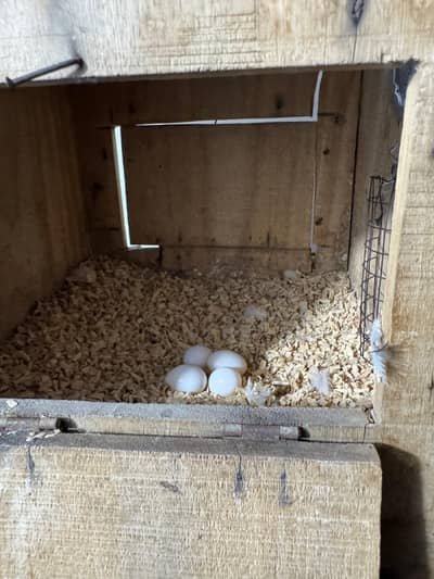 full breeder pair 5k