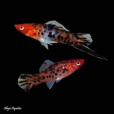 Trio Colour Swordtail 1 male 2 females For sale
