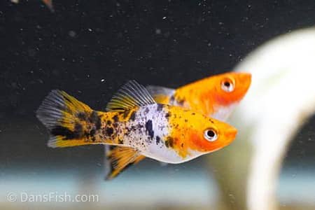 Trio Colour Swordtail 1 male 2 females For sale