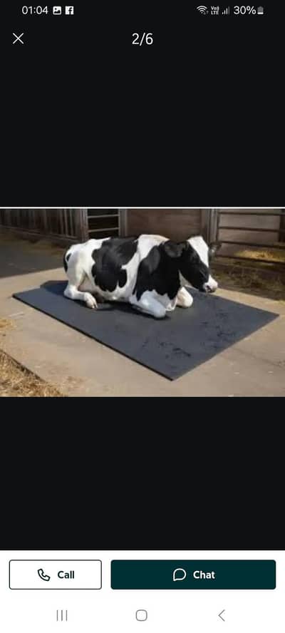 animals floor mats