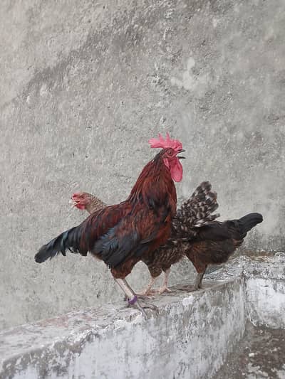 Desi Rooster Healthy Active Murgha For Sale