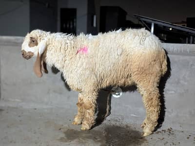 Sheeps available for qurbani