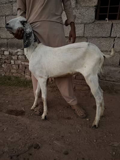 1700 per kg 3 khasi Bakra  2 Daant Nikal chukay hai 2026 Qurbani ready