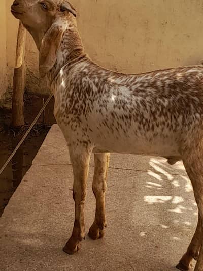 2 Daant Wale Healthy Chena Bakre Ki Jori For Sale